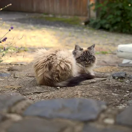 Lejlighed Art Farm I I Naehe Frankfurt I Messe Schoneck