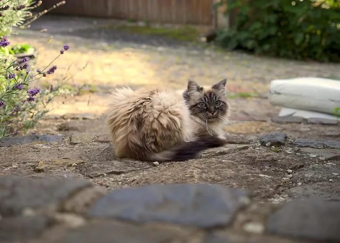 Apartment Art Farm I I Naehe Frankfurt I Messe Schoneck